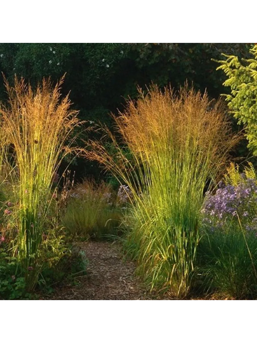 Молиния тростниковая "Skyracer"