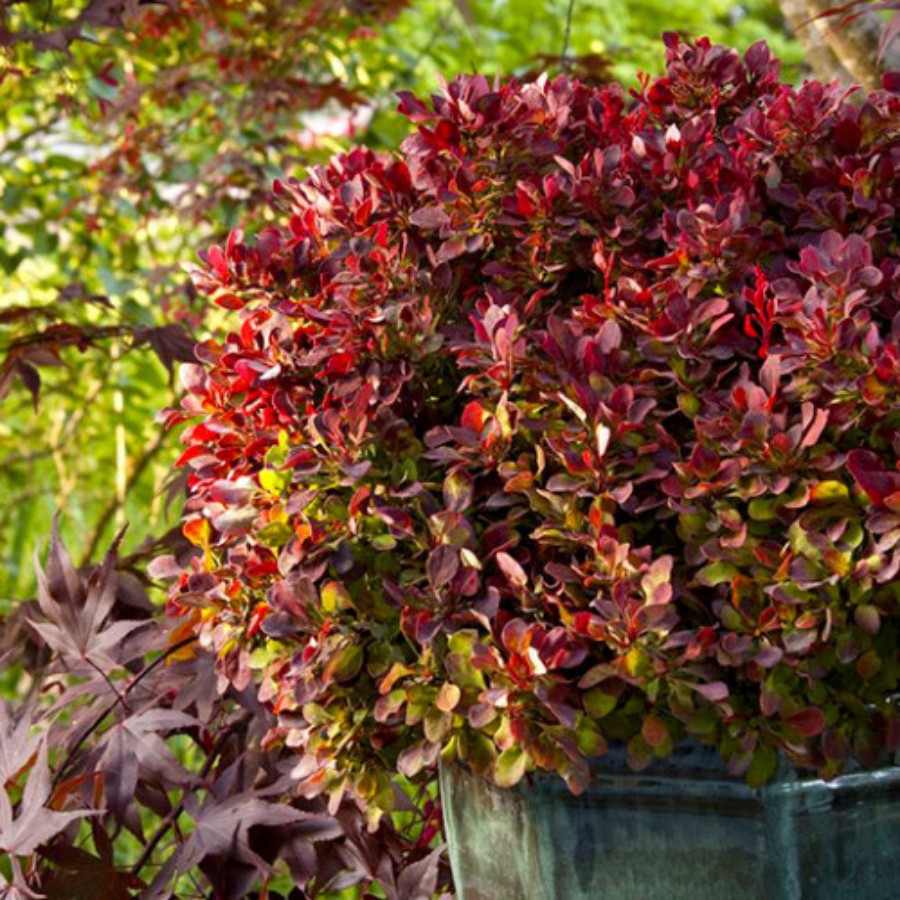 Барбарис Тунберга (Berberis thunbergii) «Golden Ruby»