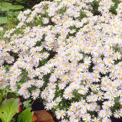 Астра кустарниковая (Astra dumosum)   «Schneekissen»