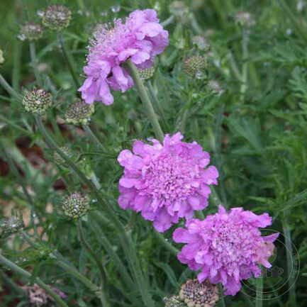 Скабиоза голубиная (Scabiosa columbaria) "Pink Mist"