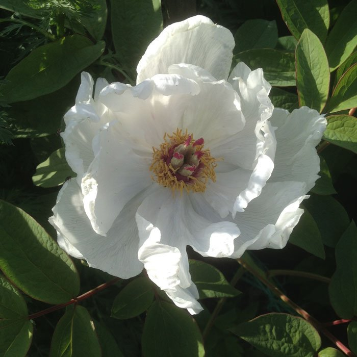 Пион древовидный "White"