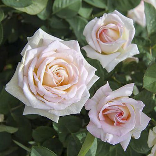 Jardins de Bagatelle