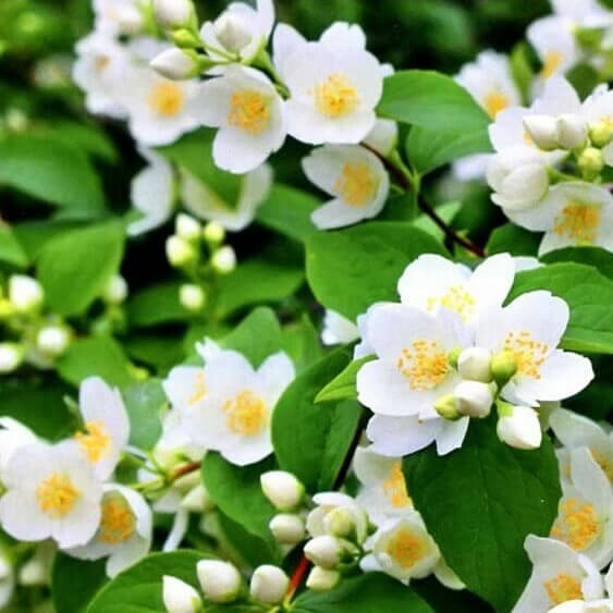 Чубушник (Philadelphus) “Kalina”