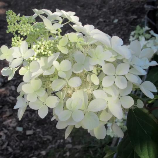 Гортензия метельчатая (Hydrangea paniculata) "Perle d`Automne"