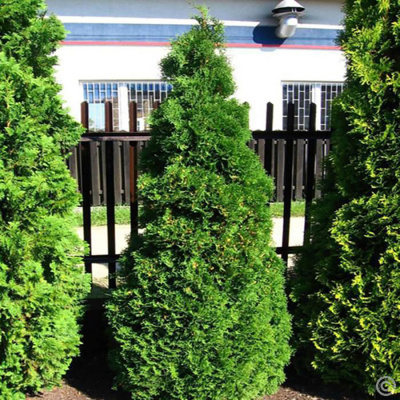 Туя западная  (Thuja occidentalis) "Holmstrup"