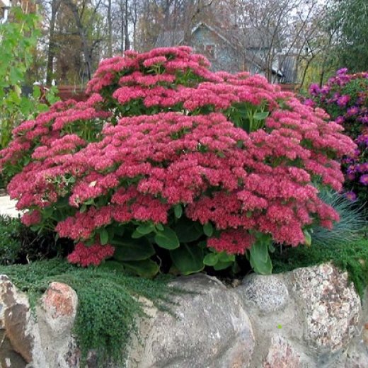 Очиток (седум) «Munstead Dark Red»