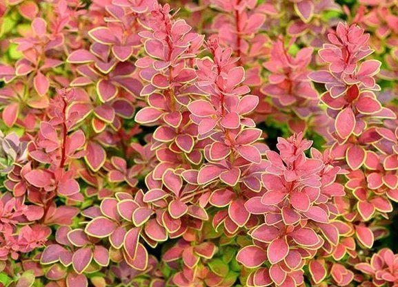 Барбарис Тунберга "Golden Ring"