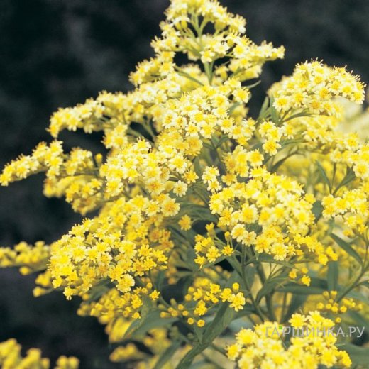 Солидастер желтый (Solidaster luteus) «Lemore»