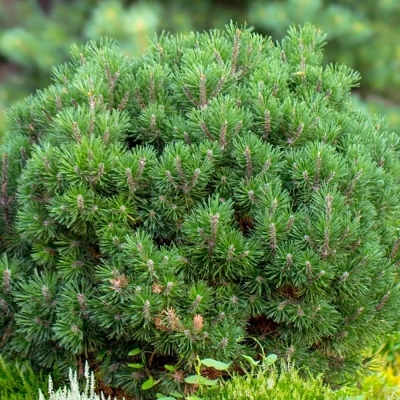 Сосна горная (Pinus mugo)“Benjamin”