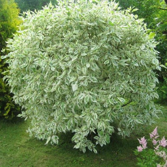 Дерен белый (Cornus alba)  "Elegantissima"