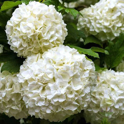 Гортензия крупнолистая "Wude"