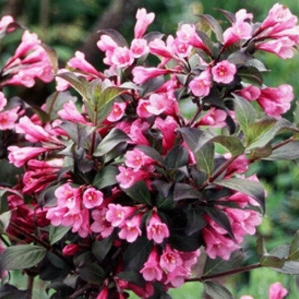 Вейгела (Weigela) «Foliis Purpureis»
