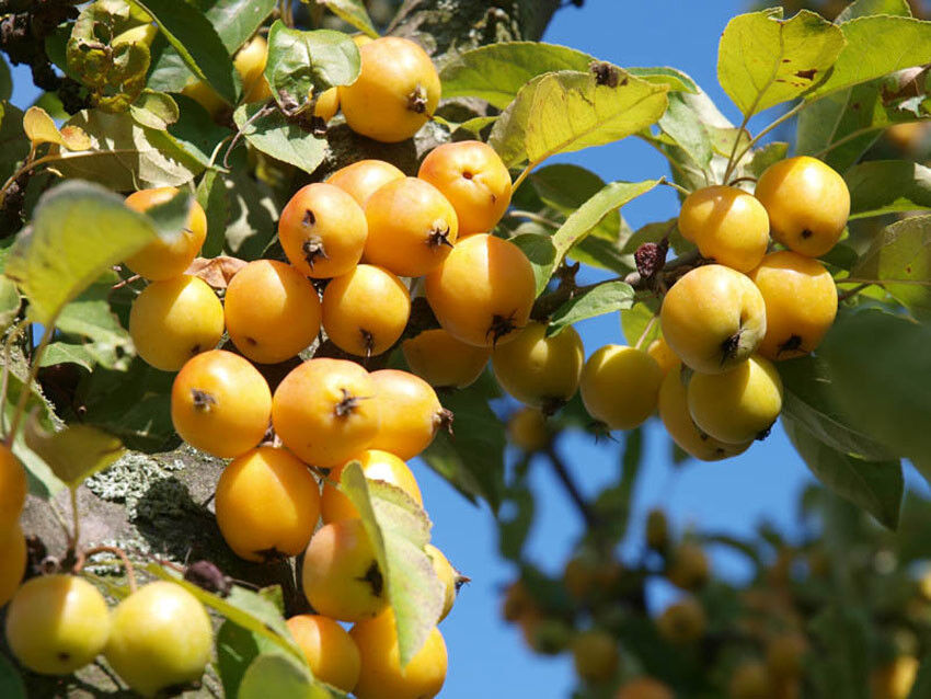 Яблоня декоративная  (Malus)                   "Golden Hornet"