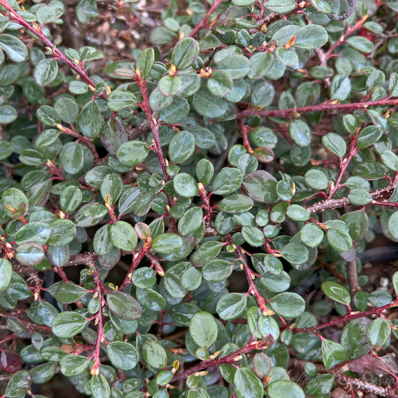 Кизильник лежачий (Cotoneaster) "Queen of Carpet"