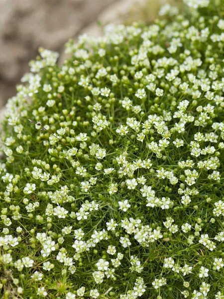 Мшанка шиловидная (Sagina subulata)      "Lime Moss"