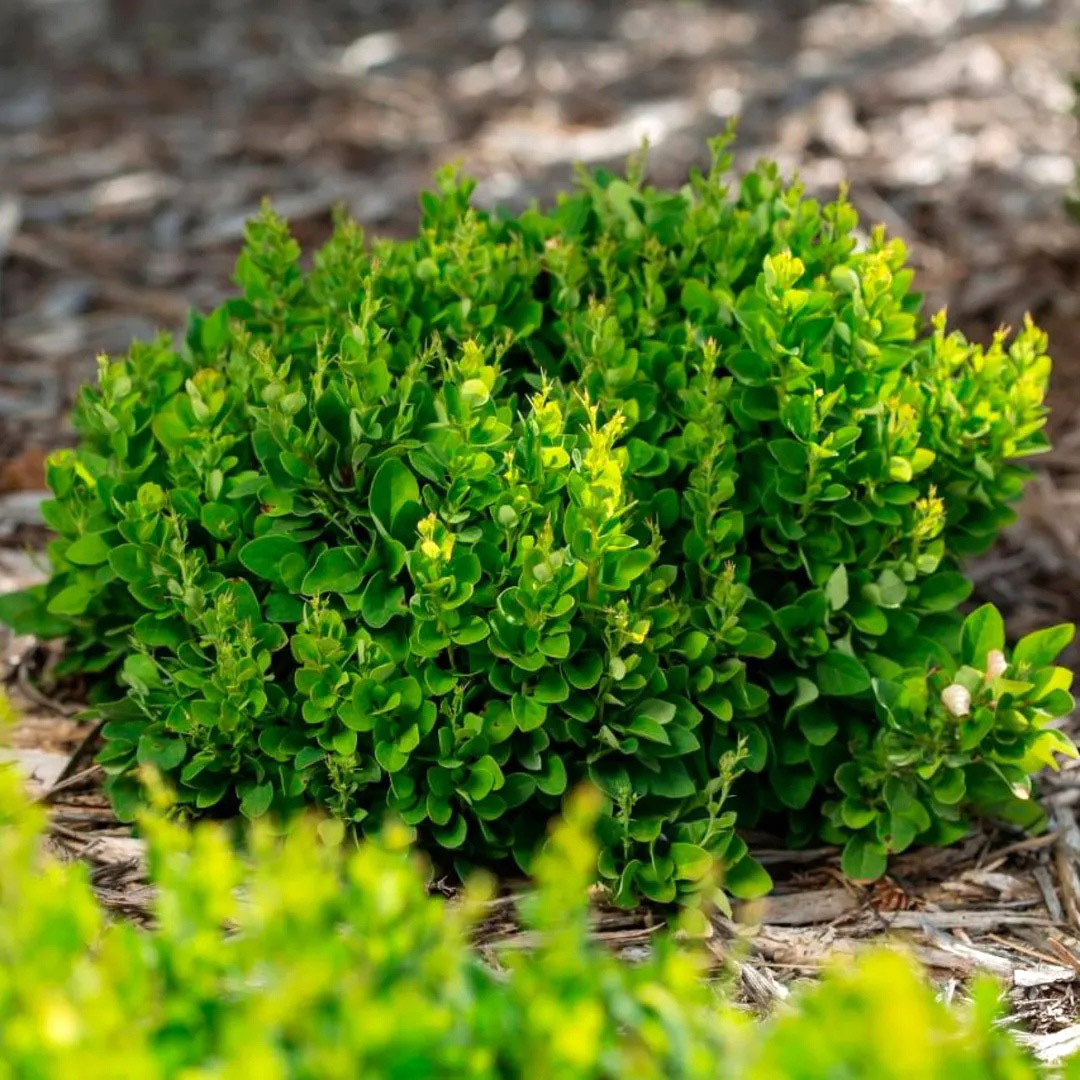 Барбарис Тунберга  (Berberis thunbergii) «BailAnna»