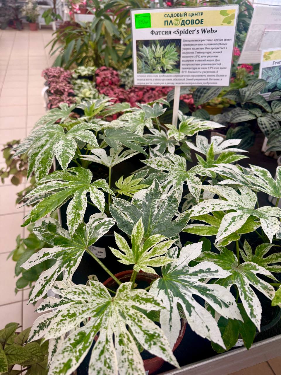 Фатсия японская "Spider's Web"