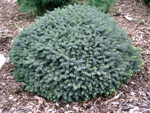 Ель чёрная (Picea mariana) "Nana"