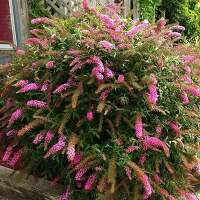 Буддлея Давида Free Petite "Dark Pink"