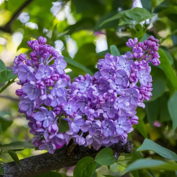 Сирень обыкновенная (Syringa vulgaris)     “Андрюша Громов”