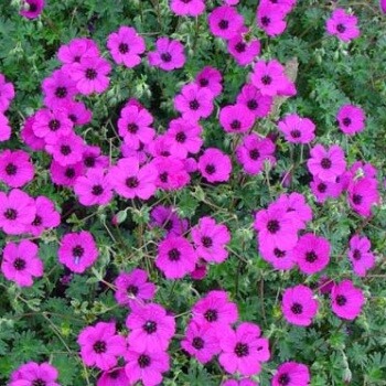 Герань (Geranium) «Giuseppii»