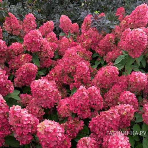 Гортензия метельчатая (Hydrangea paniculata) «Bonfire»