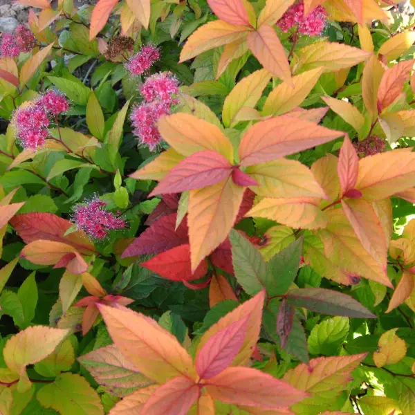 Спирея японская  (Spiraea japonica) "Macrophylla"