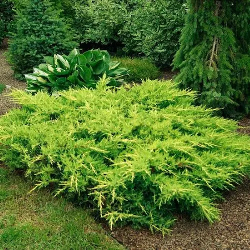 Можжевельник средний (Juniperus media) “Gold Кissen"