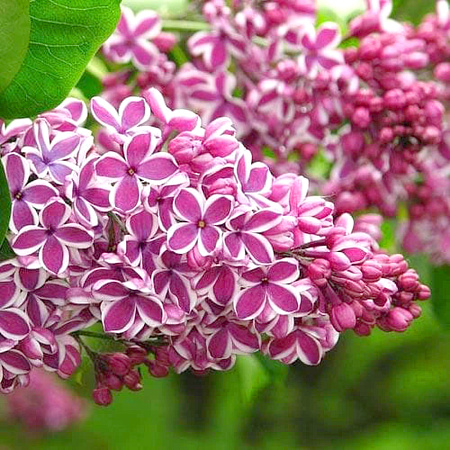 Сирень обыкновенная (Syringa vulgaris) 'Sensation'