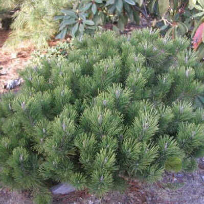 Сосна горная (Pinus mugo) 'Lilliput'