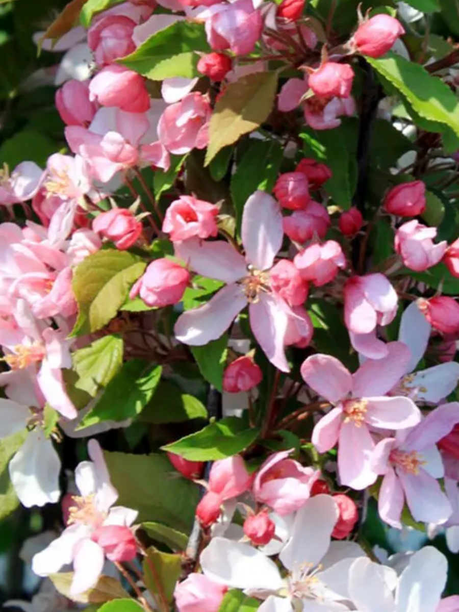 Яблоня декоративная 'Red Obelisk'