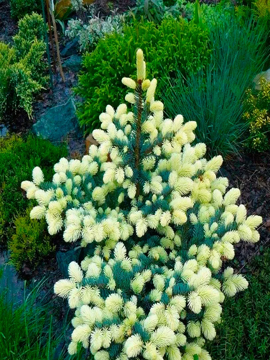 Ель колючая (Picea pungens) “Bialobok”