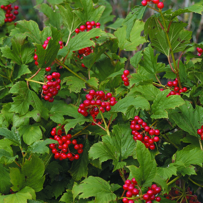 Калина обыкновенная (Viburnum opulus)