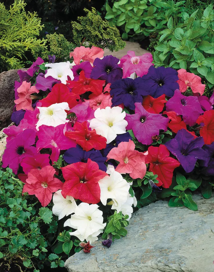 Петуния  крупноцветковая (Petunia grandiflora) «Limbo» mix