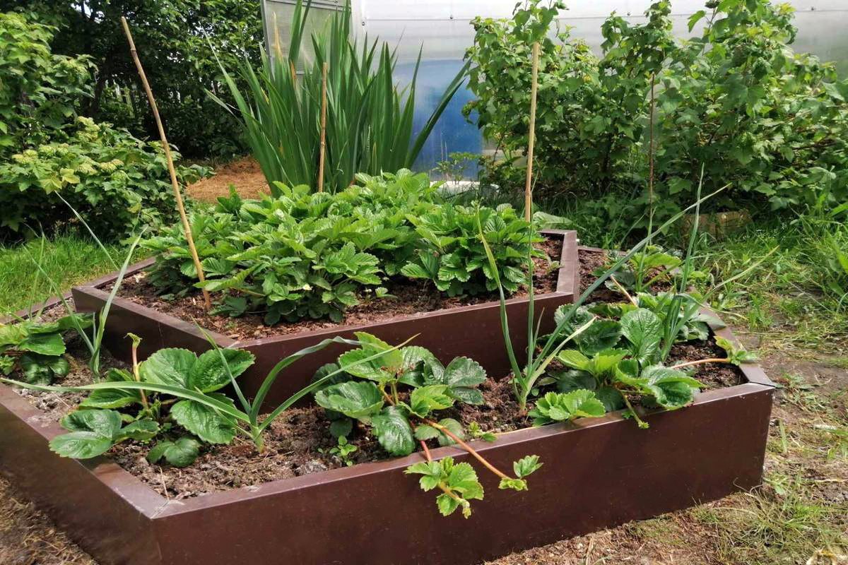 Клуба металлическая 