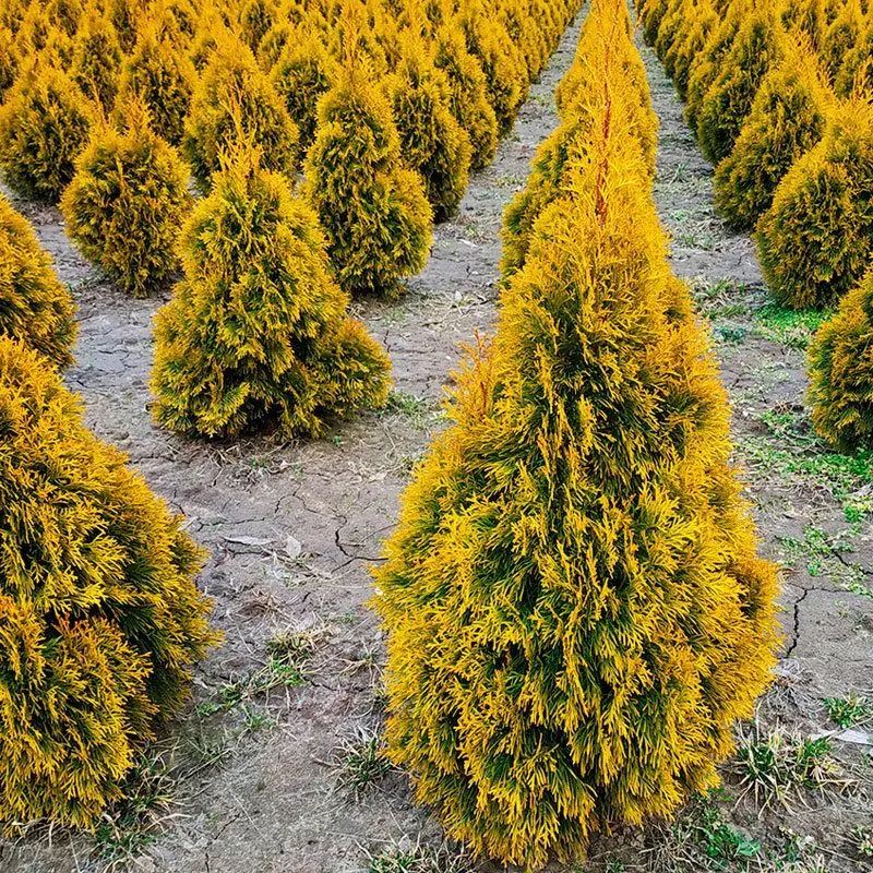 Туя западная (Thuja oссidentalis)  'Golden Tip'