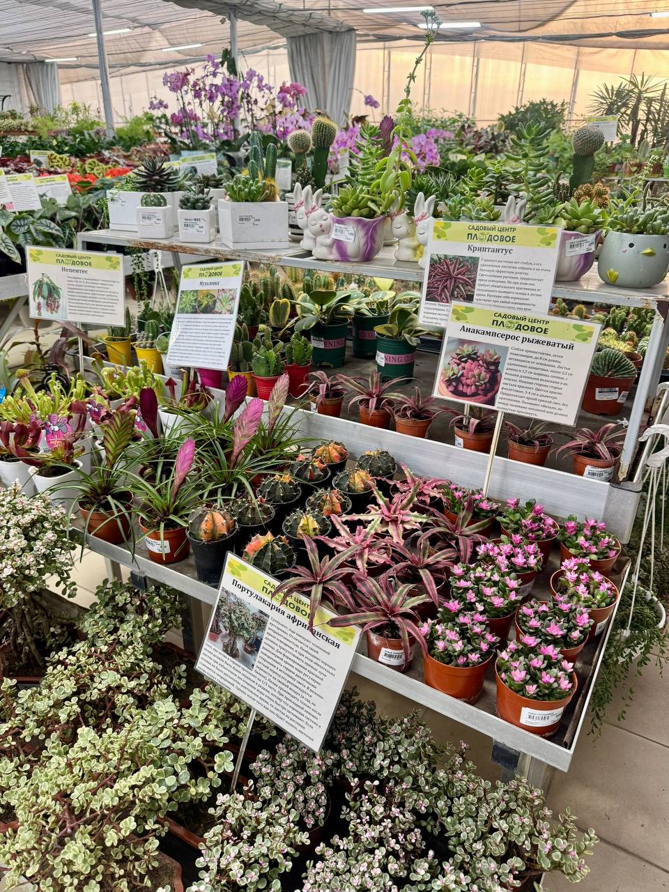 Суккуленты и кактусы уже ждут Вас в садовом центре "Плодовое"!