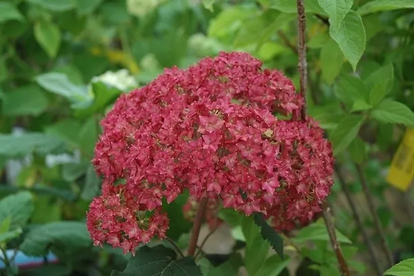 Гортензия древовидная (Hydrangea arborescens) “Bella Anna”