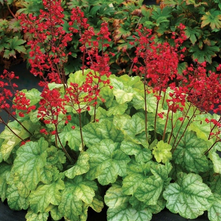 Гейхера (Heuchera) "Ruby Bells"
