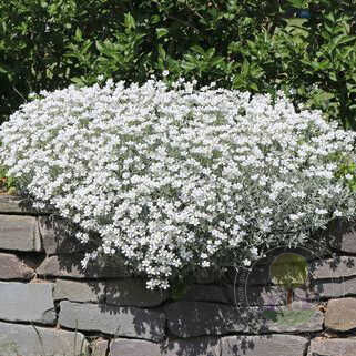 Ясколка войлочная (Cerastium tomentosum) «Silberteppich»