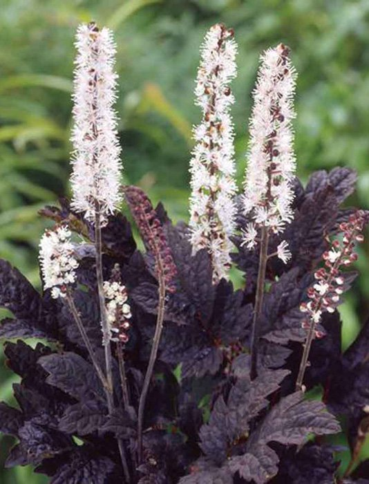 Клопогон             (Cimicifuga ramosa) «Pink Spike»