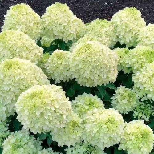 Гортензия метельчатая (Hydrangea paniculata) «Summer Breeze»