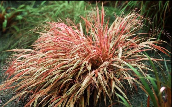 Хаконехлоя (Naomi)