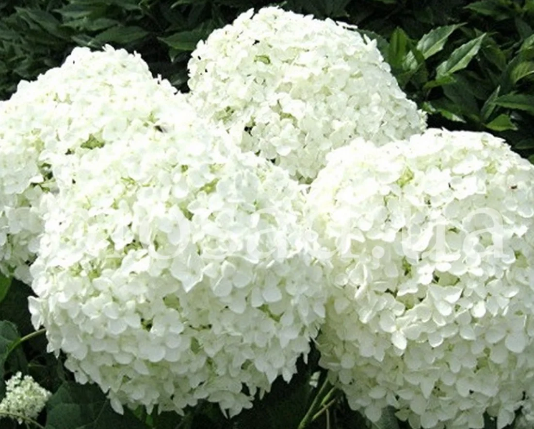 Гортензия древовидная (Hydrangea arborescens) «Sheep Cloud»