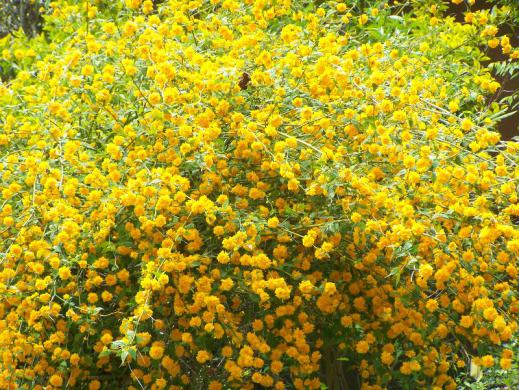 Керрия японская  (Kerria japonica)