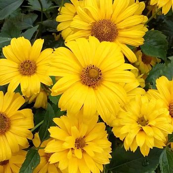 Гелиопсис подсолнечниковый «Summer Sun»