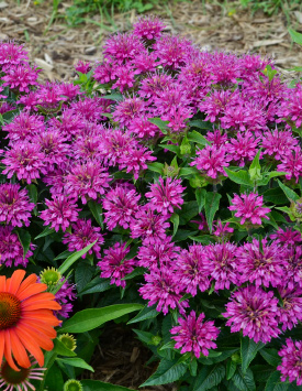 Монарда (Monarda) «Pardon My Purple»