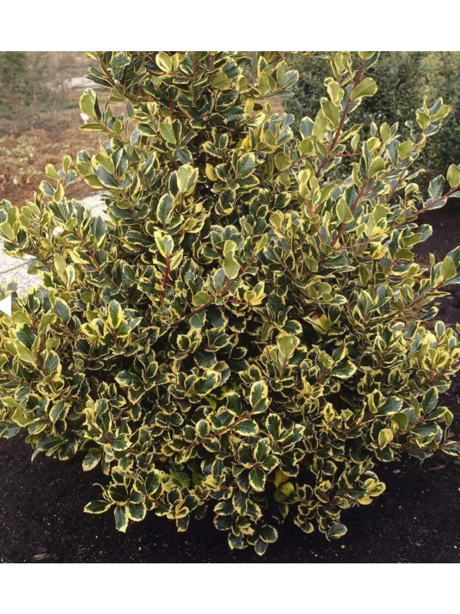 Падуб альтаклеренсис "Golden King"