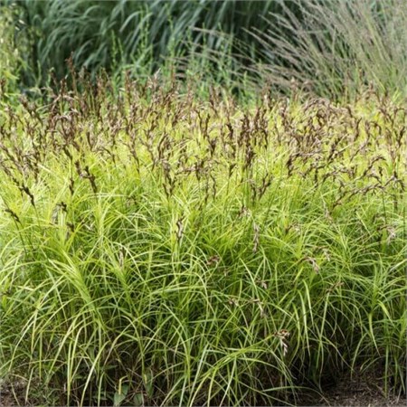 Осока пальмолистная (Silberstreif)