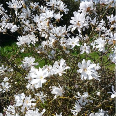 Магнолия  звездчатая (Magnolia stellata)